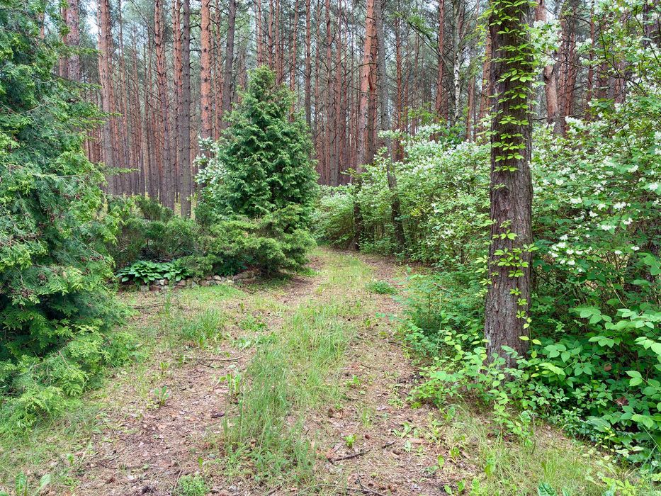 Działka budowlana, Las, Cisza, Spokój, 30min od Warszawy - Widok 4