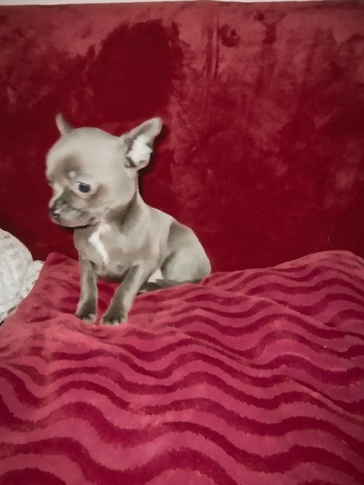 Cudna  Chihuahua. Niebieska