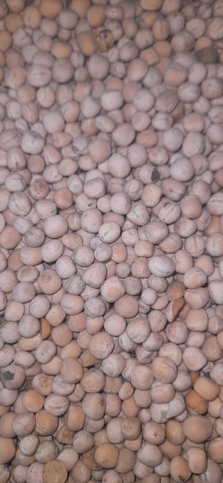 Kukurydza sucha gnieciona kruszona walcowana