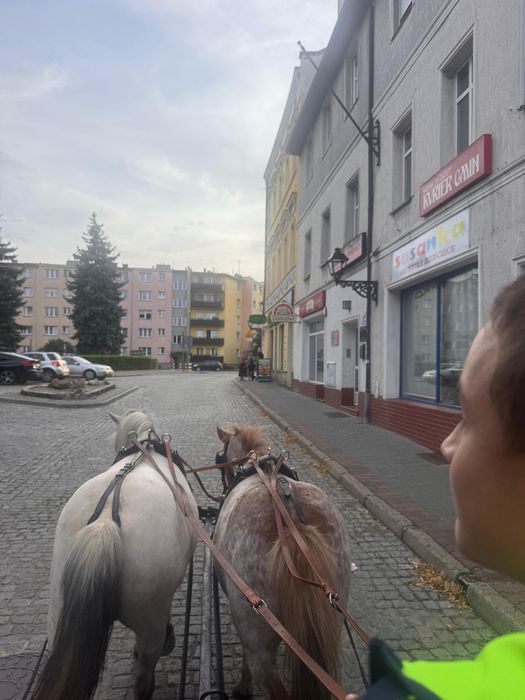 Przejażdżki bryczką kucykami. Konie. Bryczka kuce kucyki