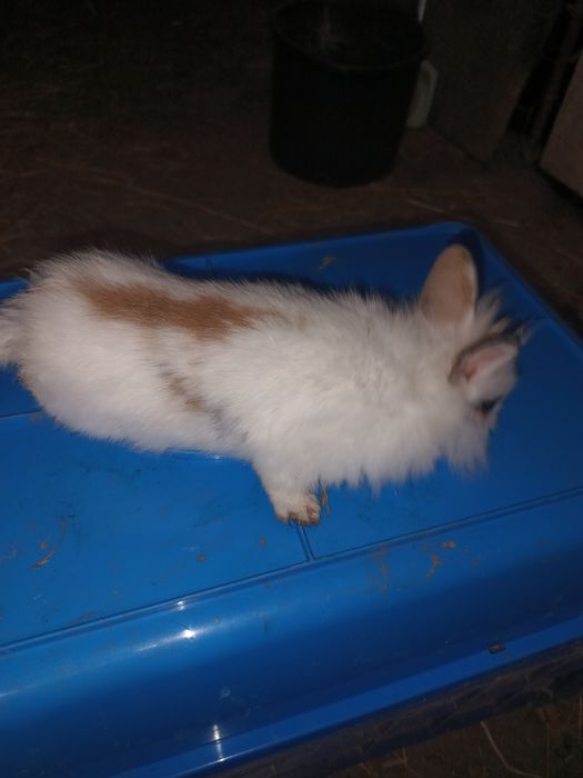 Króliki młode srokacze