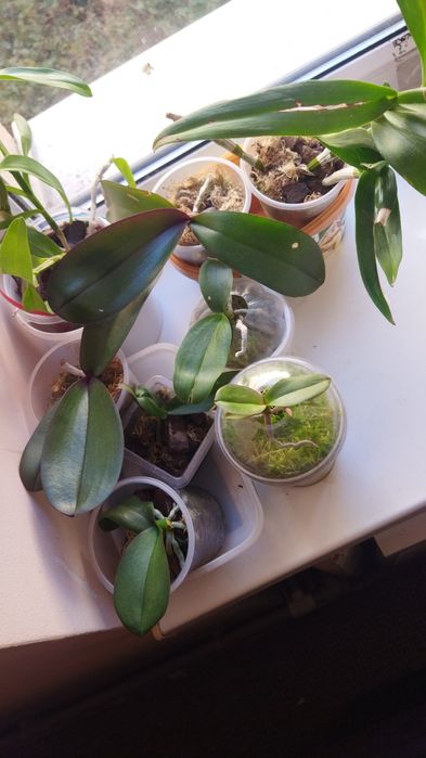 Продам орхидеи 8 шт