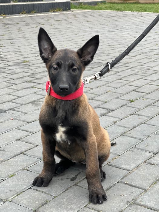 Owczarek belgijski szczeniak suczka