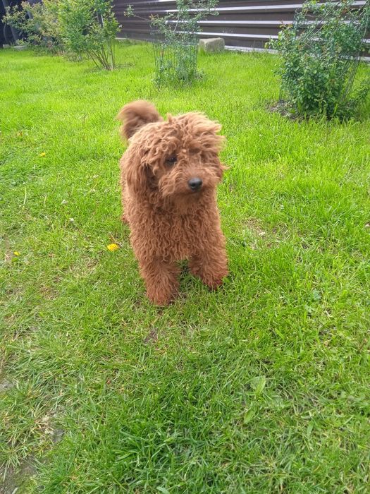 В'язка той пудель