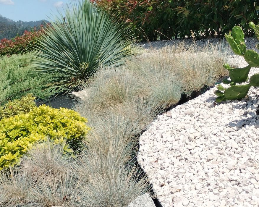 Plantas de cobertura Festuca, Erica e Grevilia