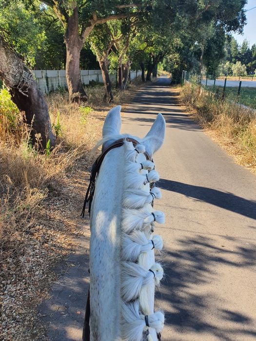 Egua ruça boa para passeios