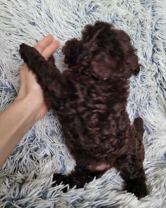 Шоколадний красунчик та наймиліший бешкетник Той ефектний шоколад.Київ