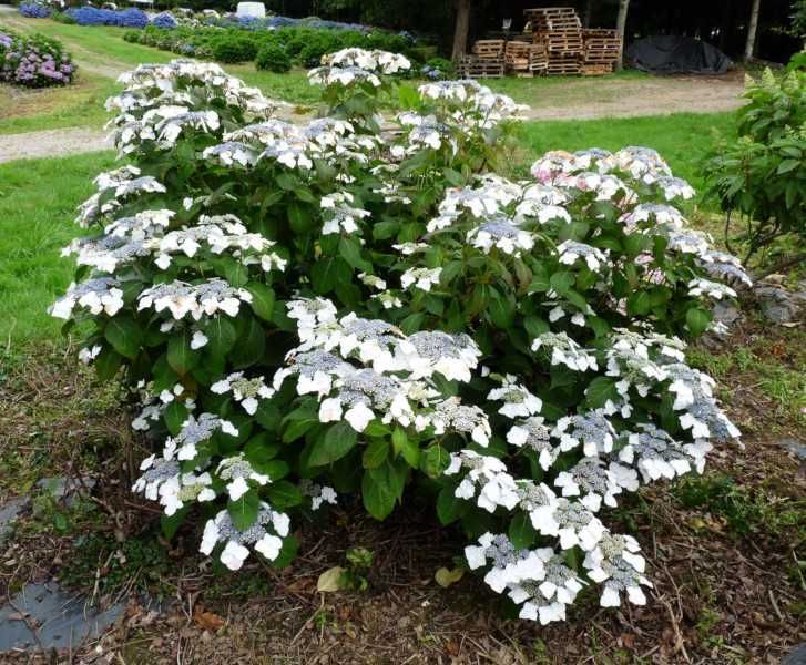 HORTENSJA Mariesii Grandiflora - sadzonki w doniczkach