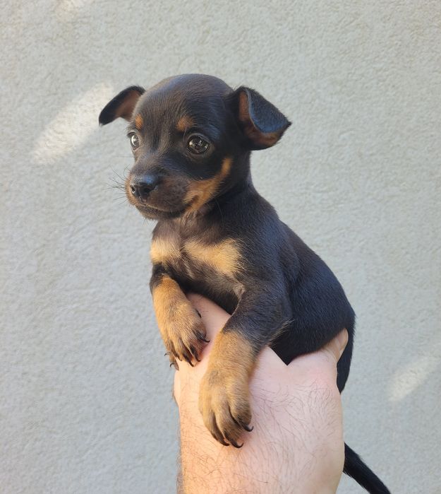 Pinscher miniatura macho