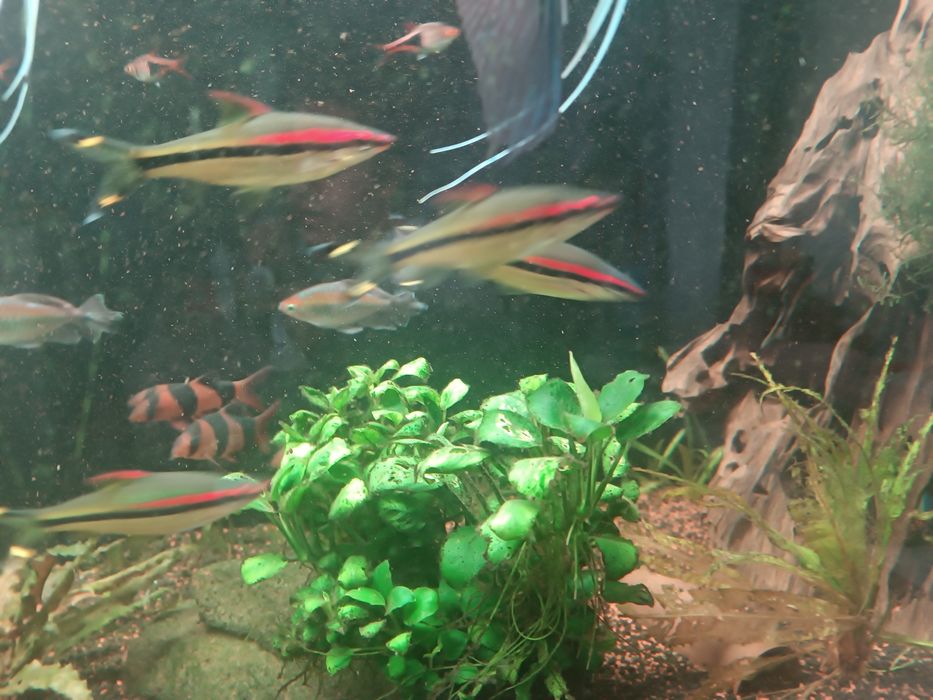 Peixes para venda