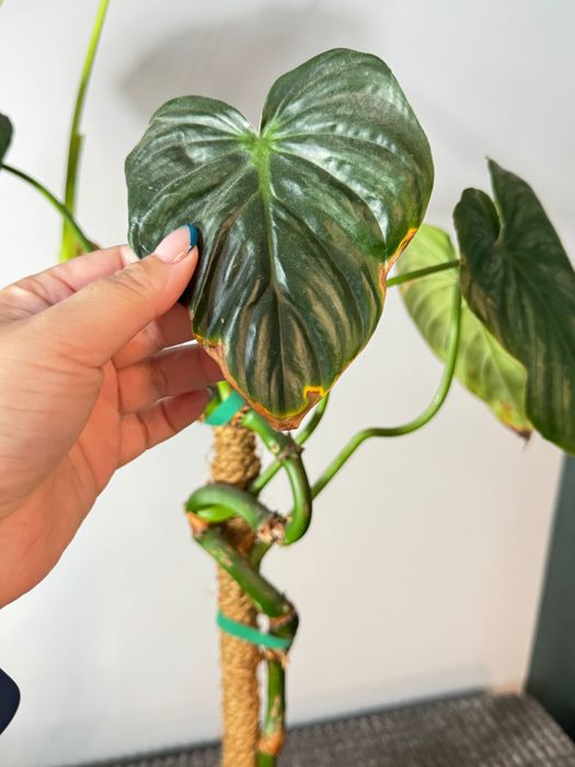 Philodendron mix