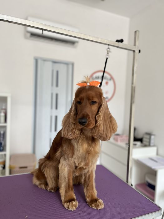 Reproduktor Cocker Spaniel Złoty/Rudy