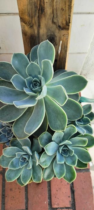 Suculenta familia Echeveria Rockrose