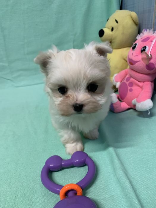 Цуценя Дівчинка