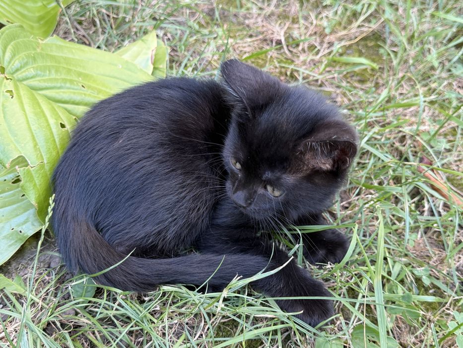 Кошенятко, хлопчик