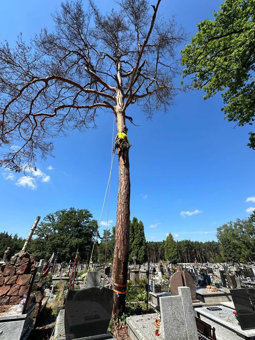 WYCINKA i pielęgnacja DRZEW ARBORYSTA rębak do gałęzi frezowanie pni