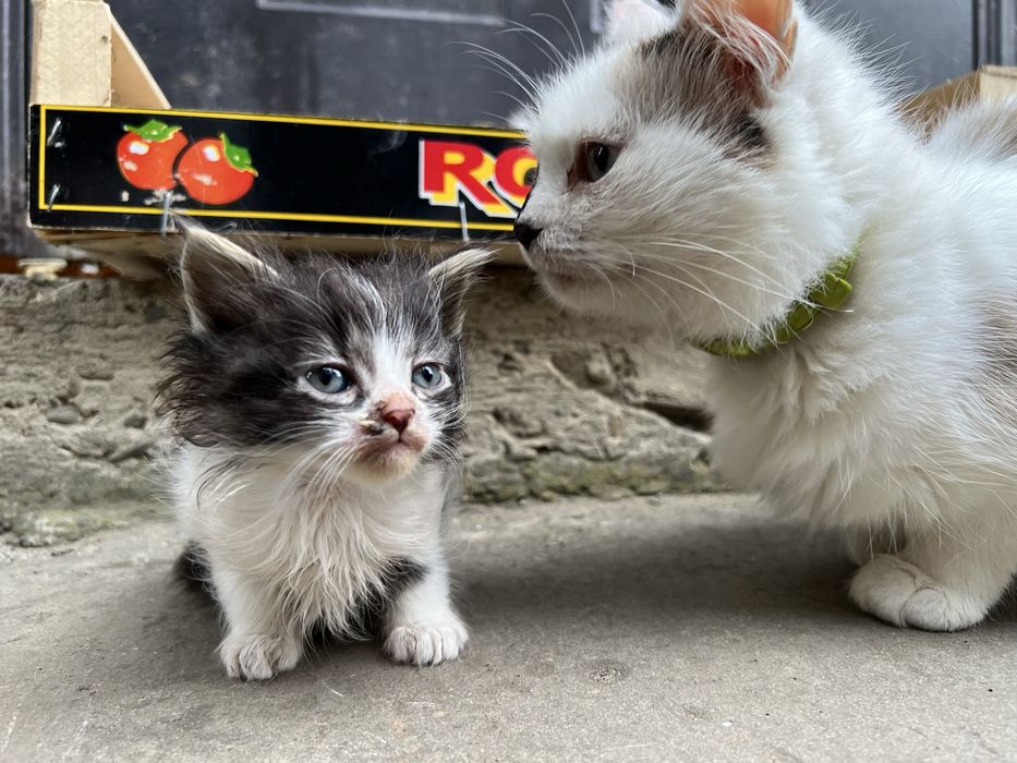 Кошенята (2 місяці)