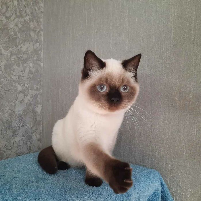 Шотландские котята.