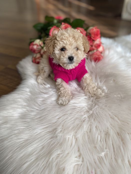 Мальтипу карамельні цуцики