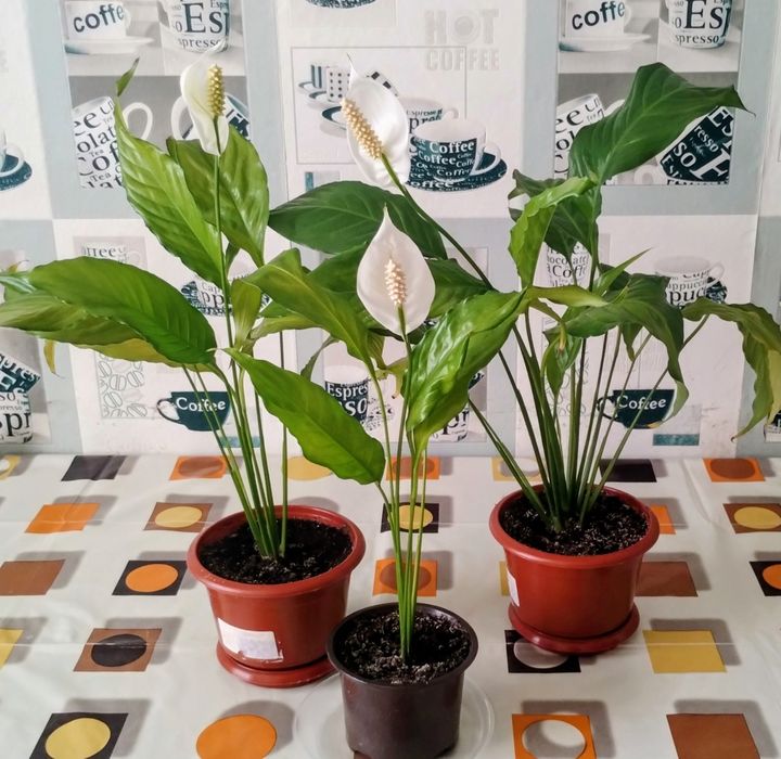 Вазони «Жіноче щастя» (спатифілум)