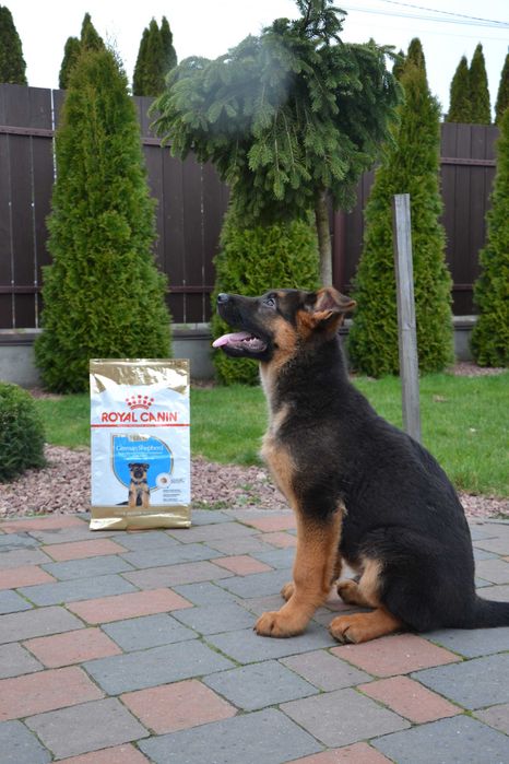 Цуценята німецької вівчарки