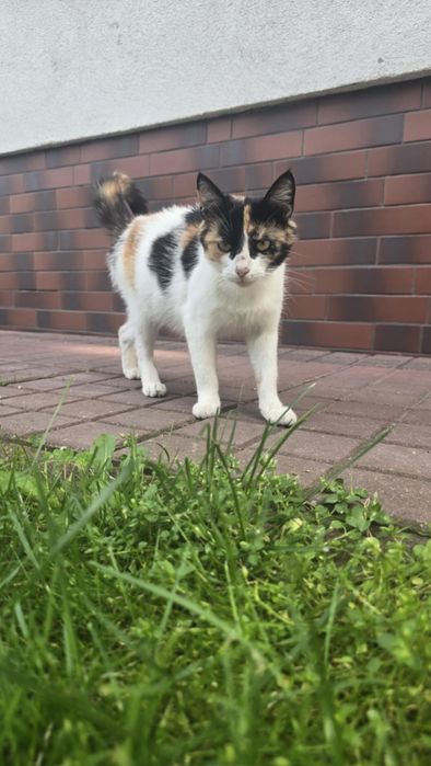 Trójkolorowa koteczka szuka domu