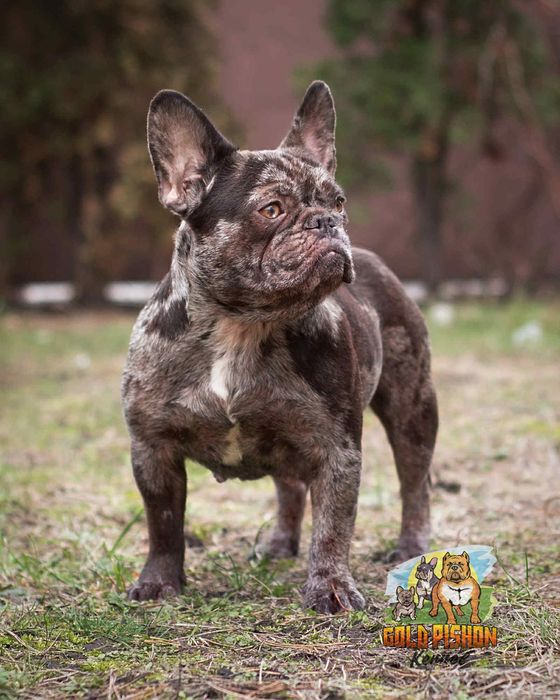 Дівчинка французького бульдога шукає найкращу родину