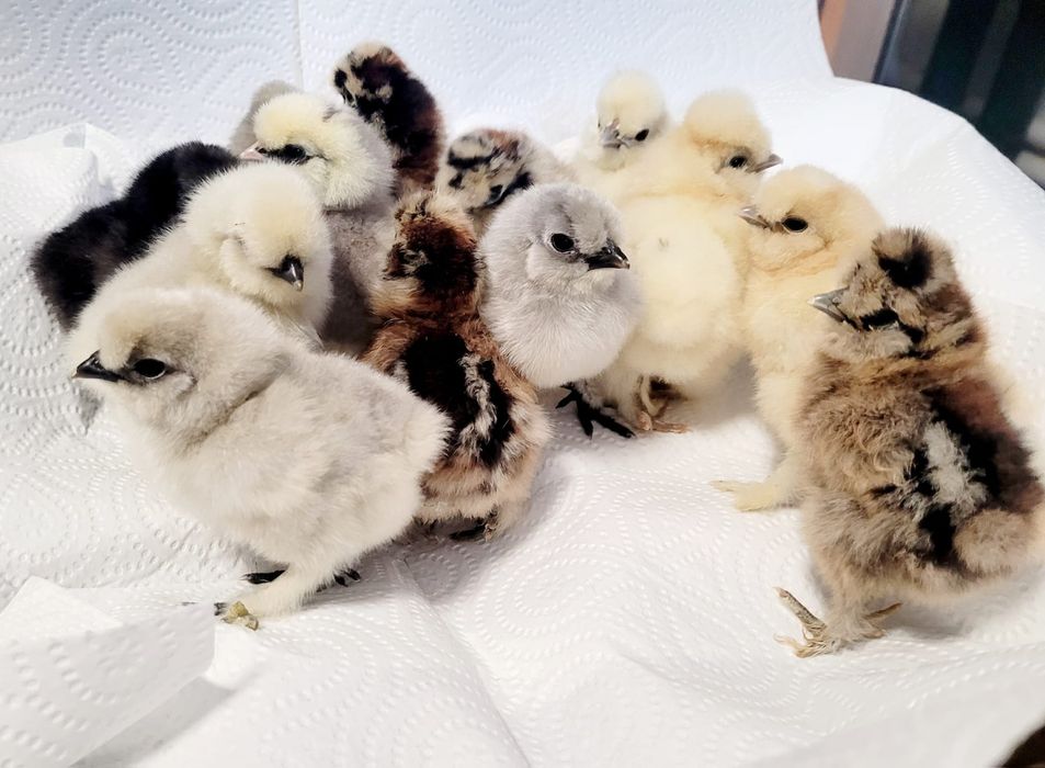 Pisklęta marans araucana silka wayendotte...