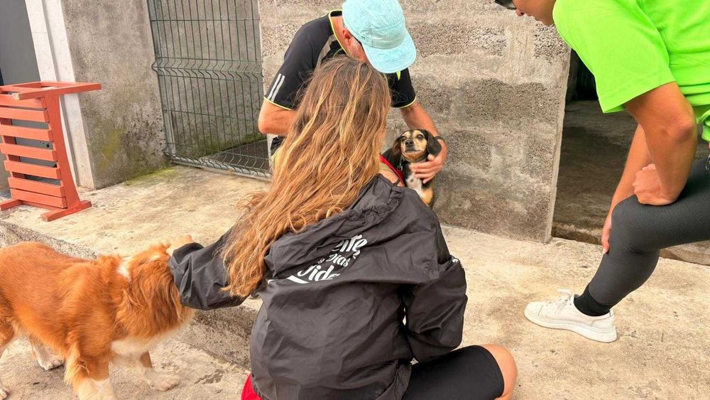 Serviço de Babysitting e/ou Petsitting