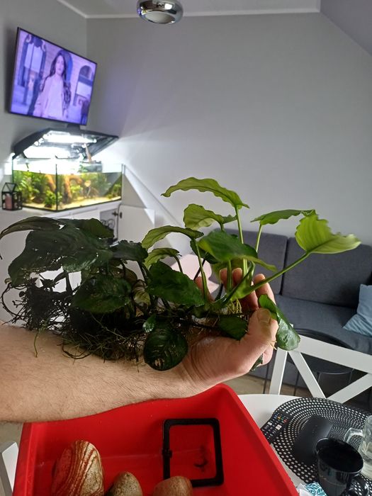 Anubias  Roślinka Akwariowa
