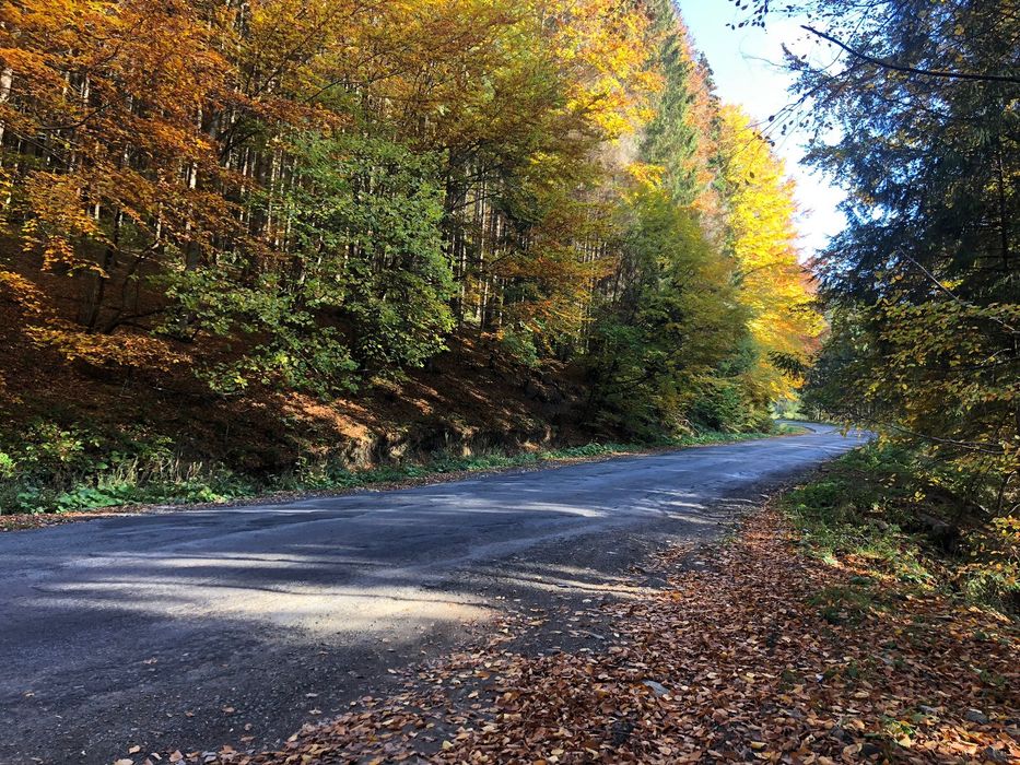 НОВИЙ РІК ВІЛЬНО.Два брати ЕКО. будинок або окремі кімнати.ЧАНИ.