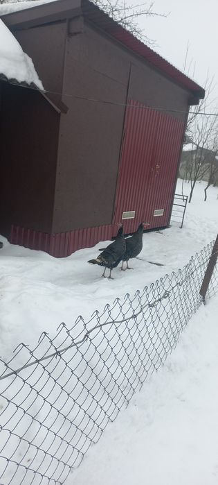 Продам домашні індички