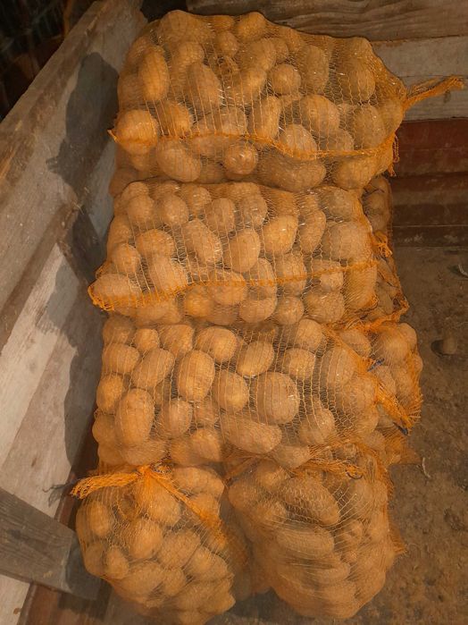 Ziemniaki jadalne soraya, wega z własnego gospodarstwa