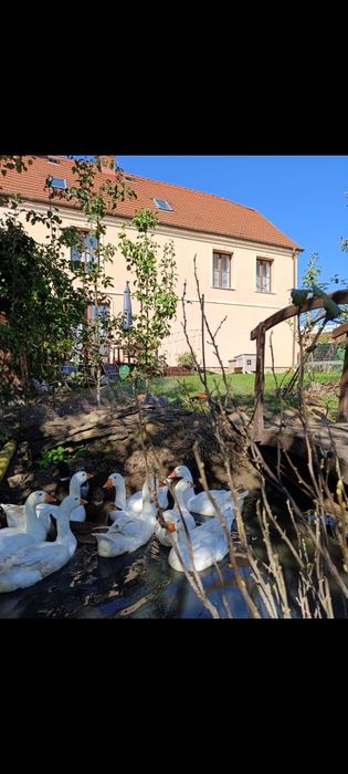 Dom , stara karczma Skibice  25km od Zielona Góra