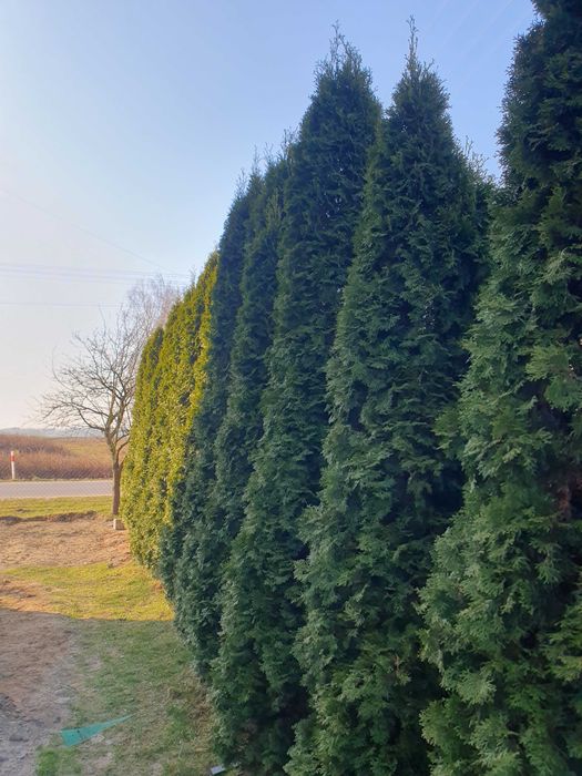 Tuja szmaragd 3-4m