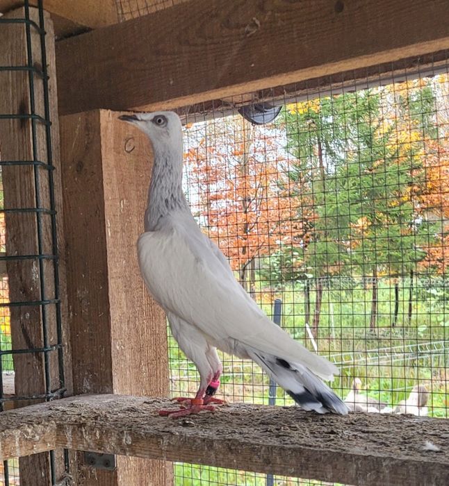 Srebrniak samiec adeno chudnięcie kręciek