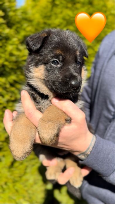 Німецька вівчарка цуценя
