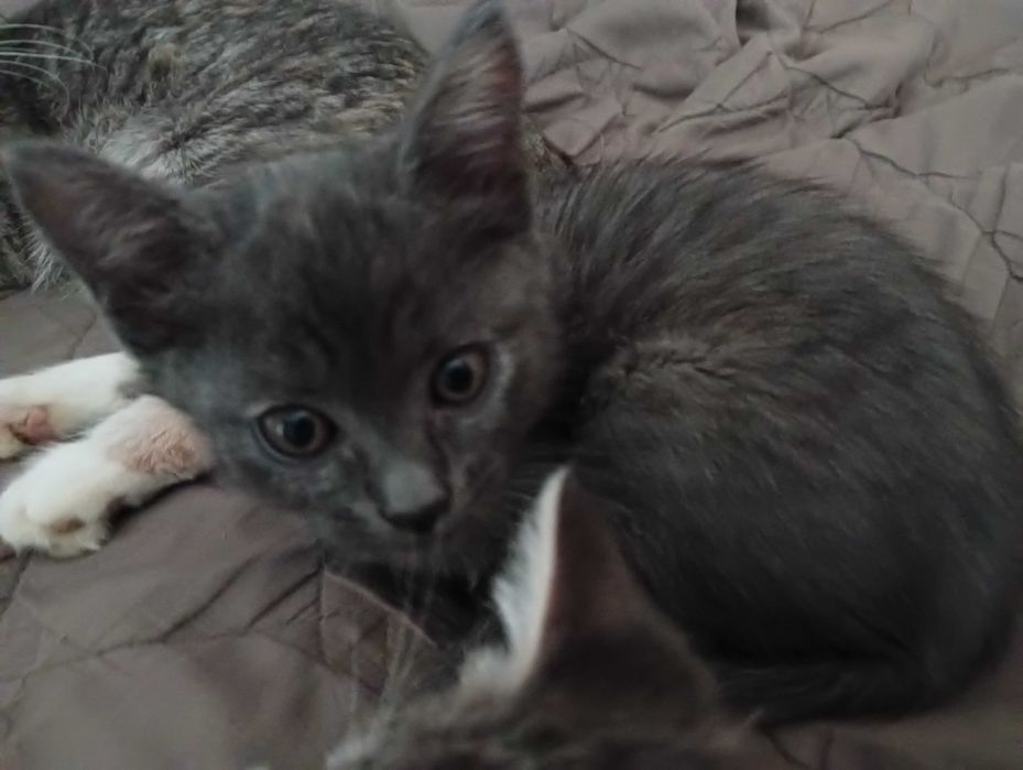 Грайливе кошеня шукає люблячу сім'ю