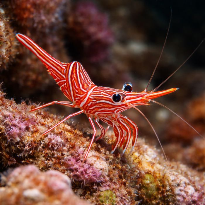 Rhynchocinetes sp. [Ryba morska}