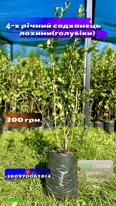 Черенки  живці лохини10 сортів.Саджанці лохини