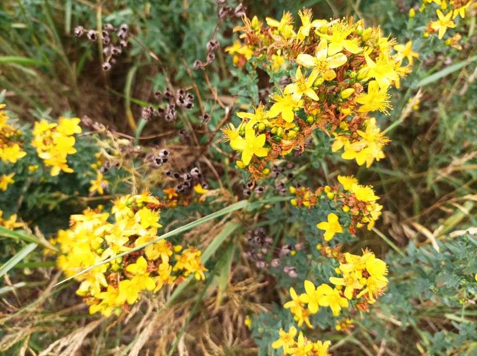 Olej z dziurawca 100ml