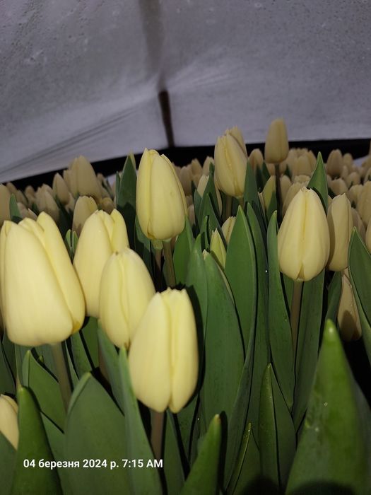 Тюльпани ОПТОМ до 8-го березня