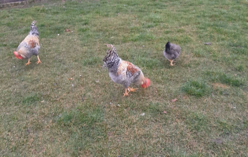 Kogut czubatek młody