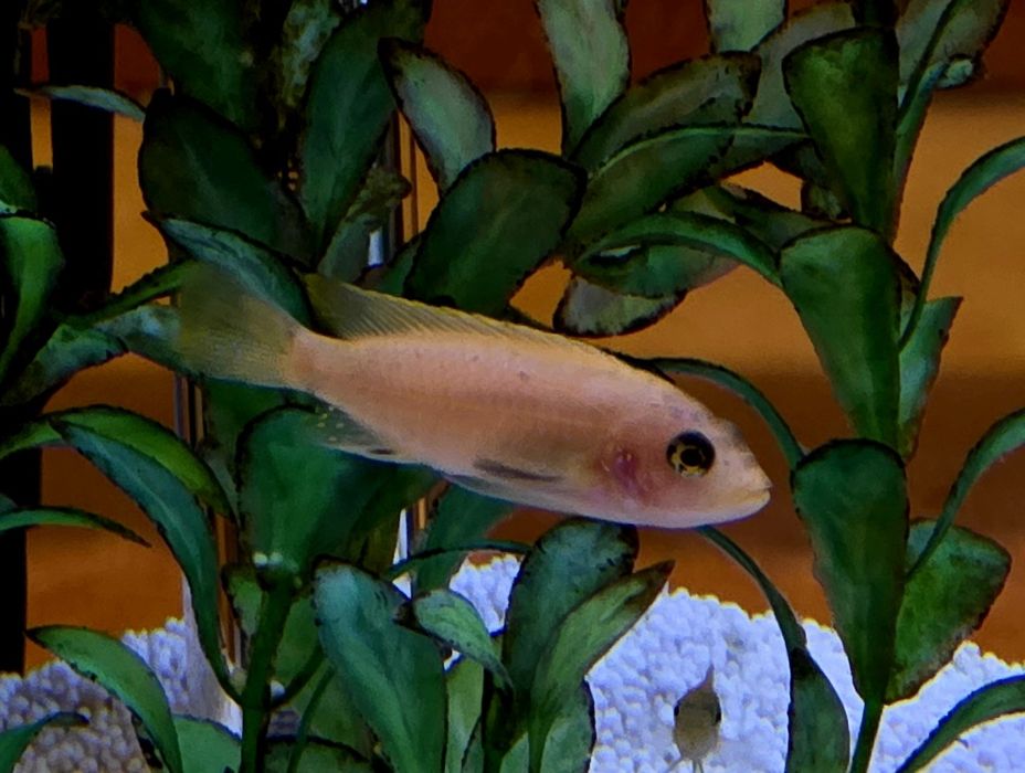 Peixes Ciclideos Africanos Varios