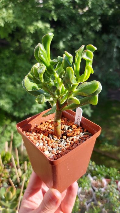 Crassula Mosaic Крассула Мозаика