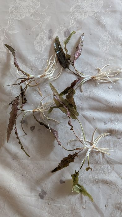 Cryptocoryne Topica/wendtii sadzinki wroclaw kromera