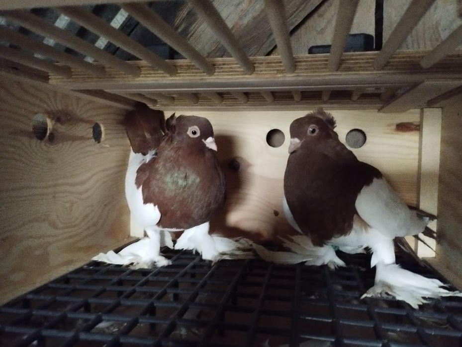 Sprzedam gołębie ozdobne 4 pary