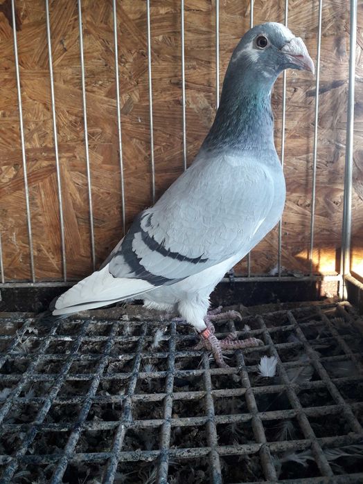 Golebie staropolskie samice