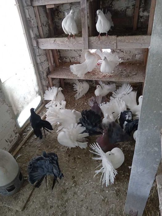 Pawiki biale i inne sprzedam