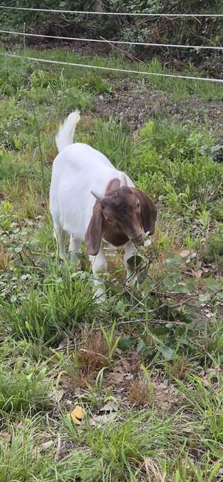 Cabrito boer puro